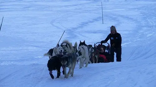 chiens-de-traineaux-la-mongie