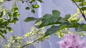 fleurs-cascade-gavarnie