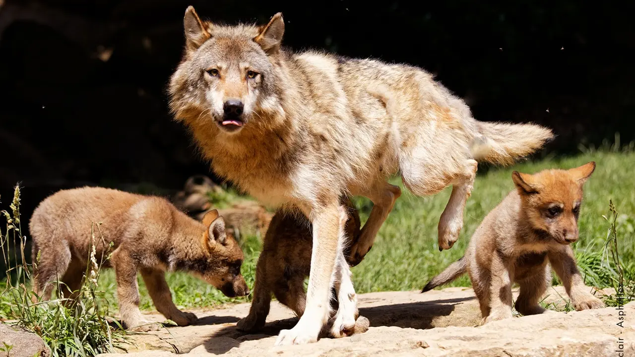 loups-parcanimalierdespyrenees