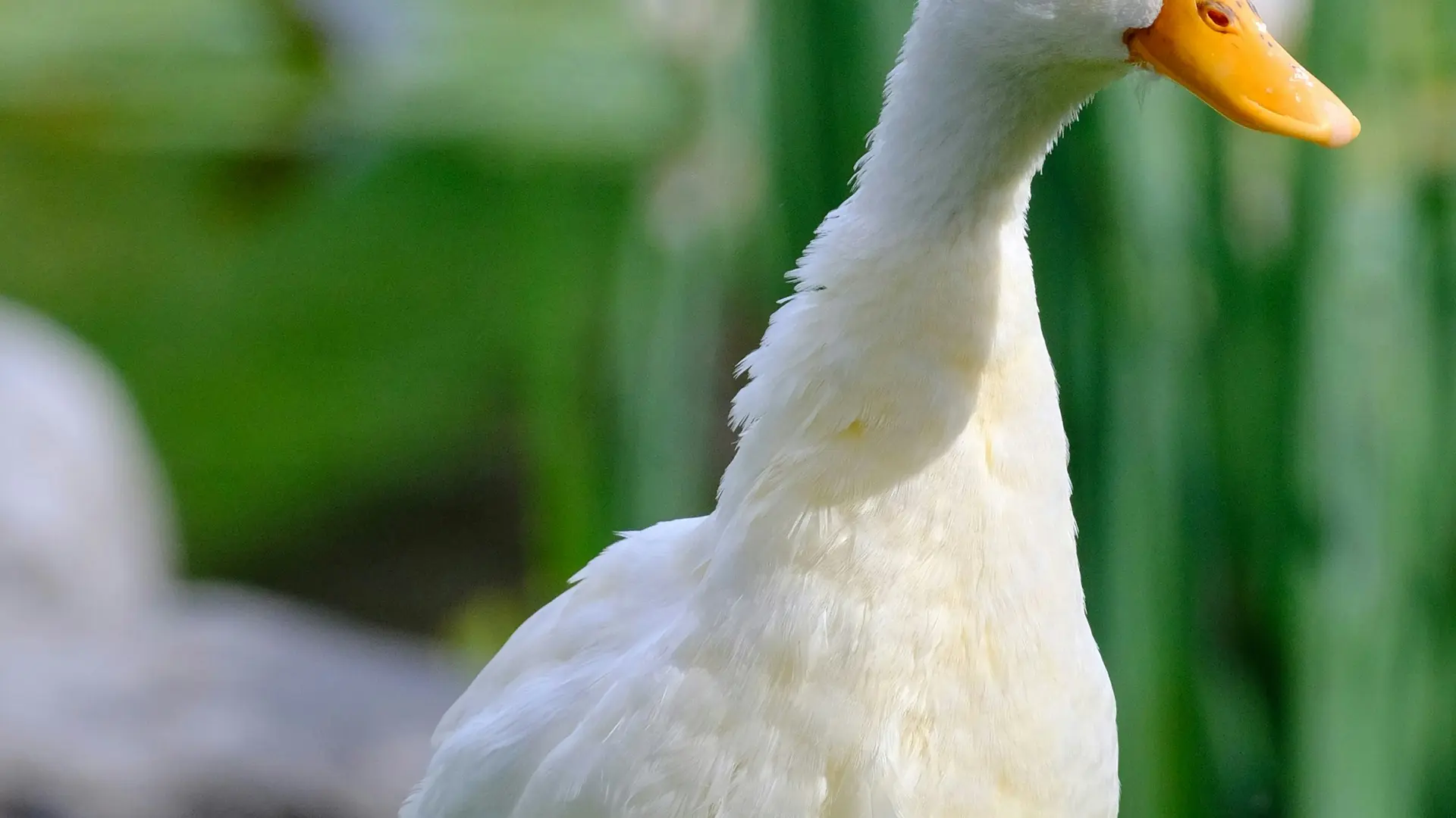 Canard