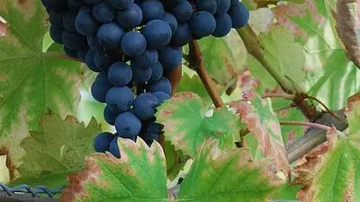 Photo grappe Mourvèdre_1