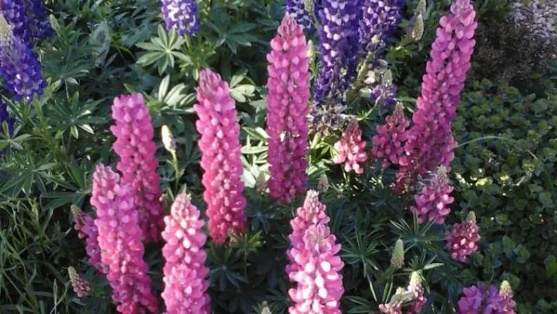 Les lupins_18
