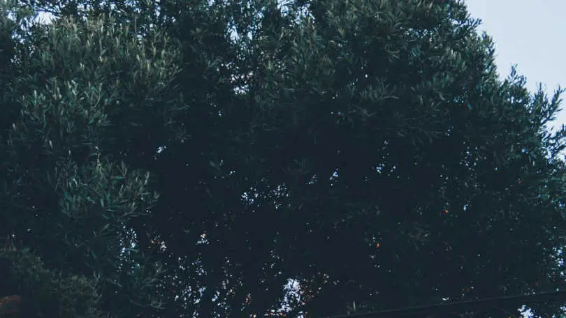 La maison des vendangeurs_40