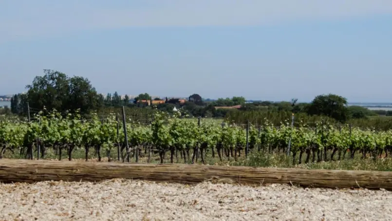 La maison des vendangeurs_39