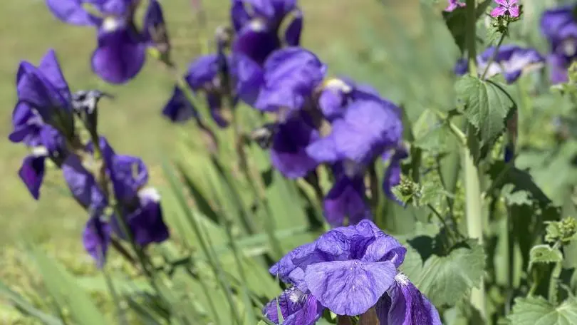 La pommeraie du Canigou_38