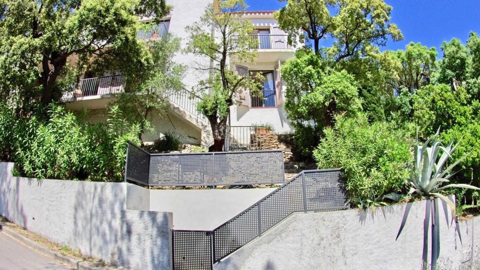 Les Mimosas de Collioure_19