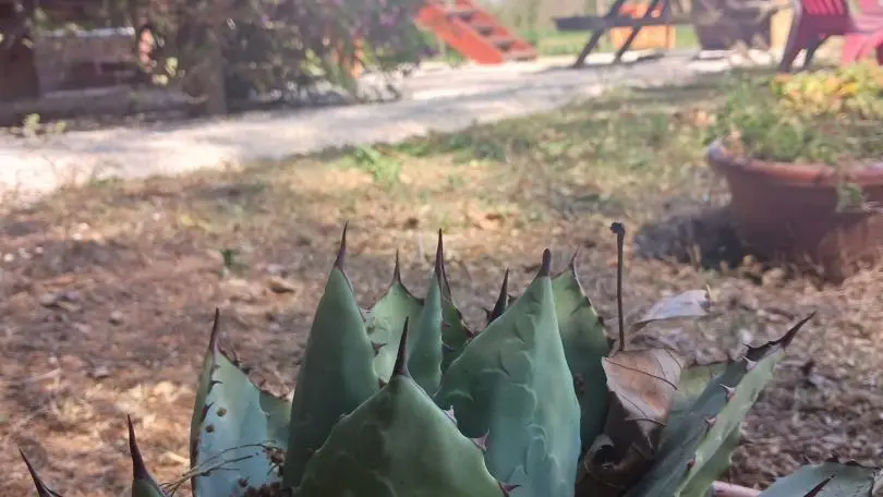 La roulotte du maraicher_14