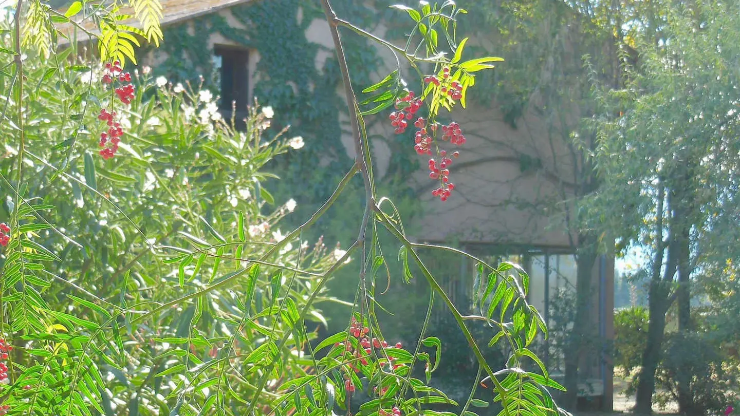 Mas de la roubine_20