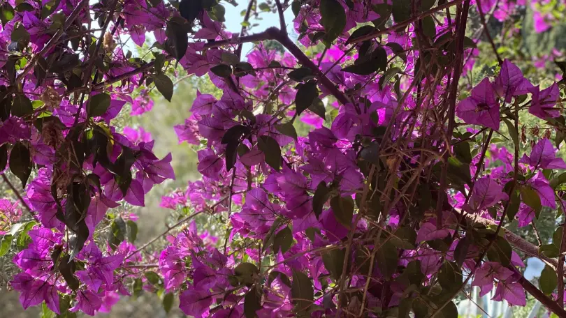 Mas de la roubine 6 personnes_18