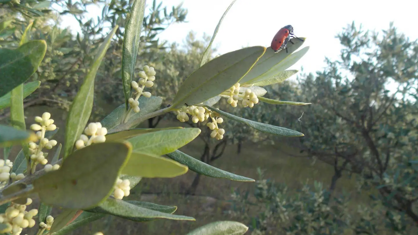 Gîte et oliviers_24