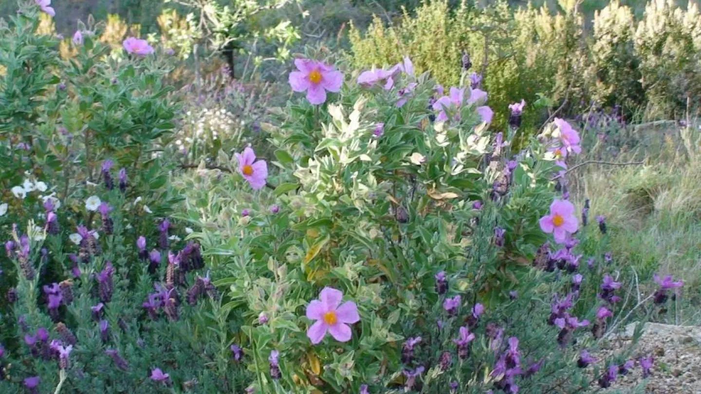 Gîte et oliviers_25