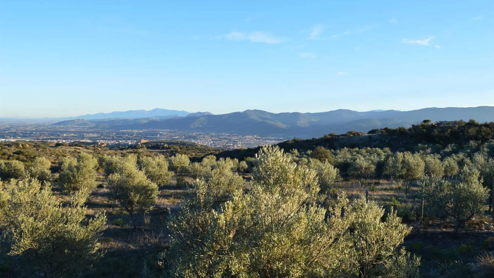 Gîte et oliviers_22