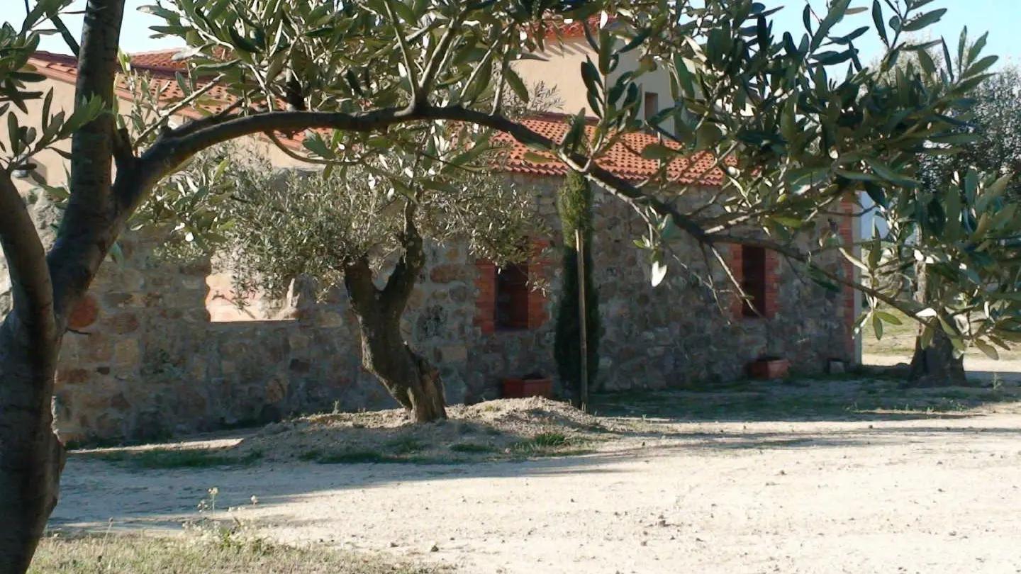 Gîte et oliviers_2