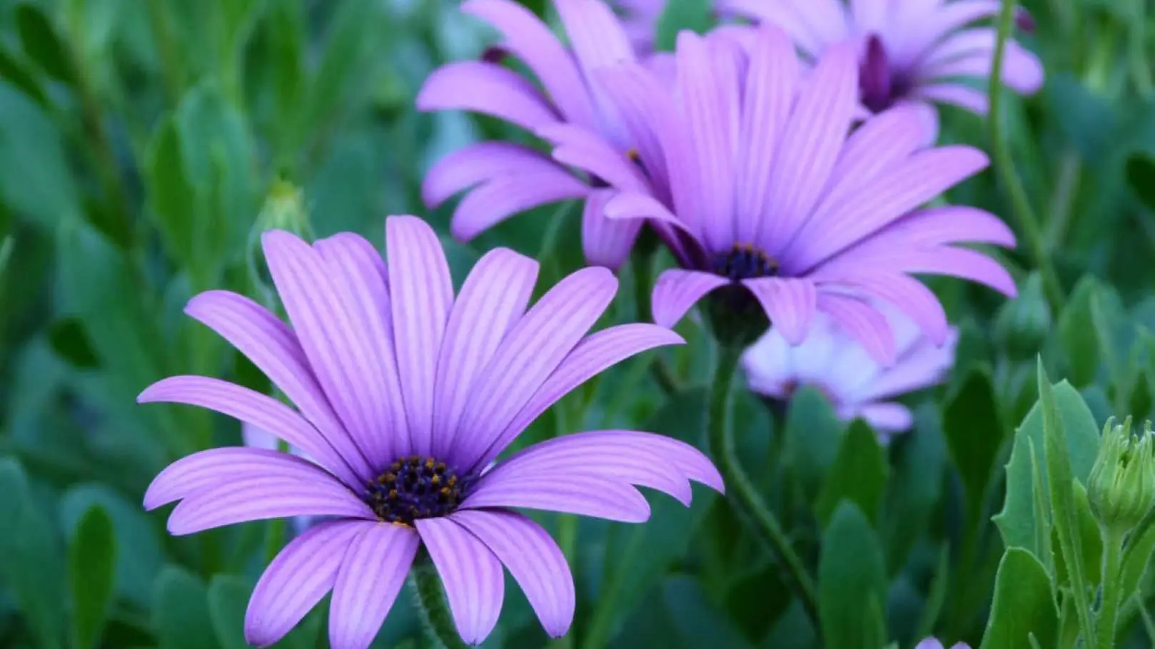 Le Tilleul du Parc de la Dame_17