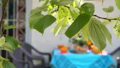 Le Tilleul du Parc de la Dame_1