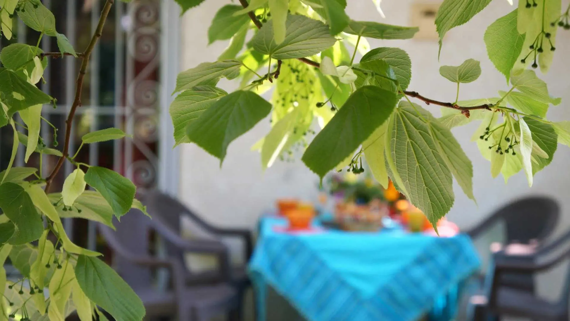 Le Tilleul du Parc de la Dame_13