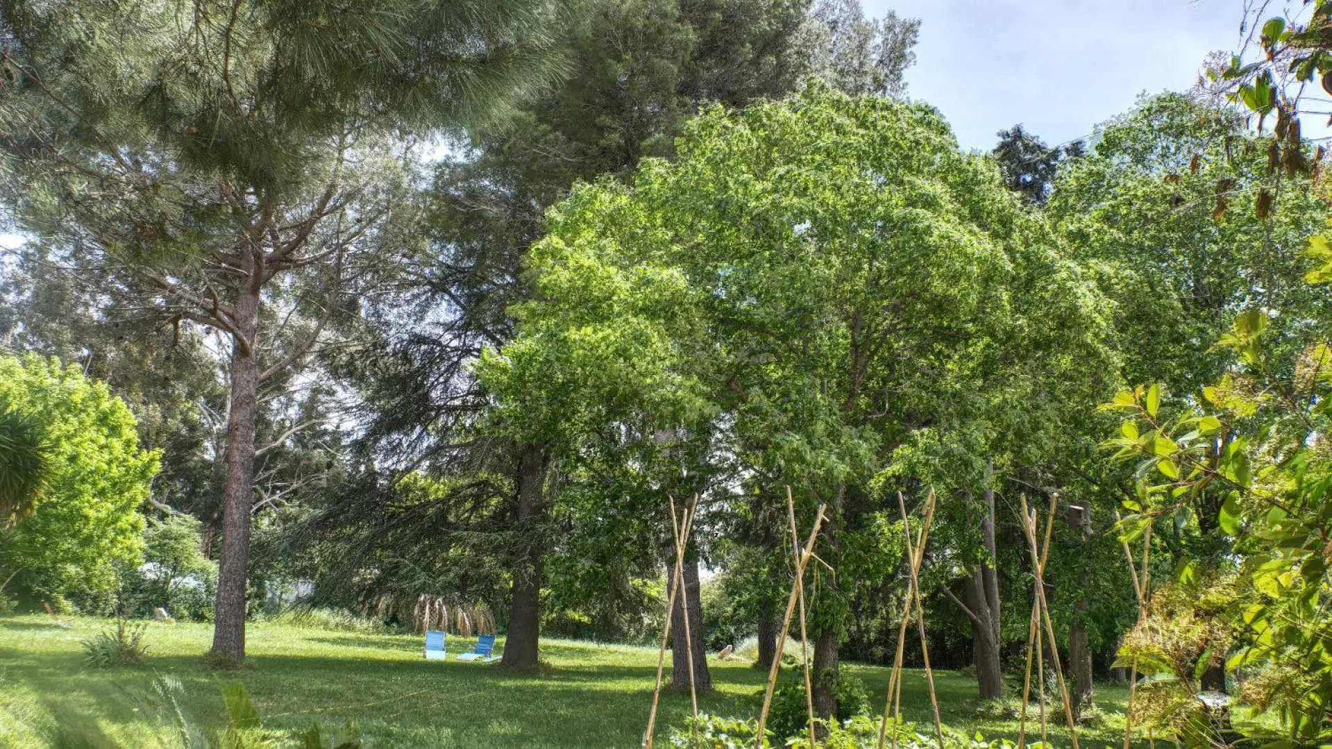 Le Tilleul du Parc de la Dame_3