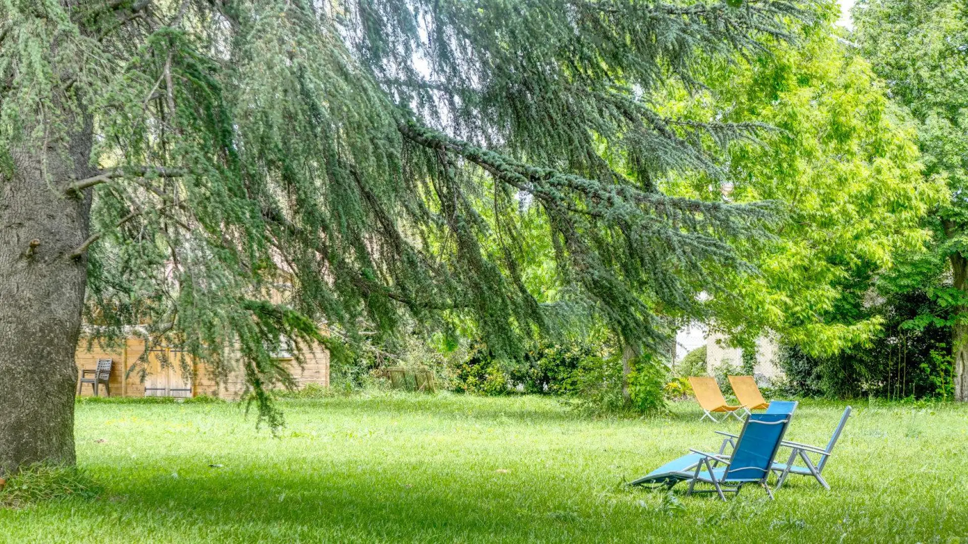 Le Cèdre du Parc de la Dame_16