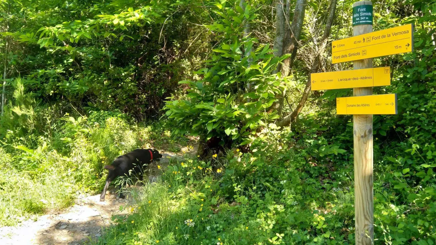 Les micoucouliers_29