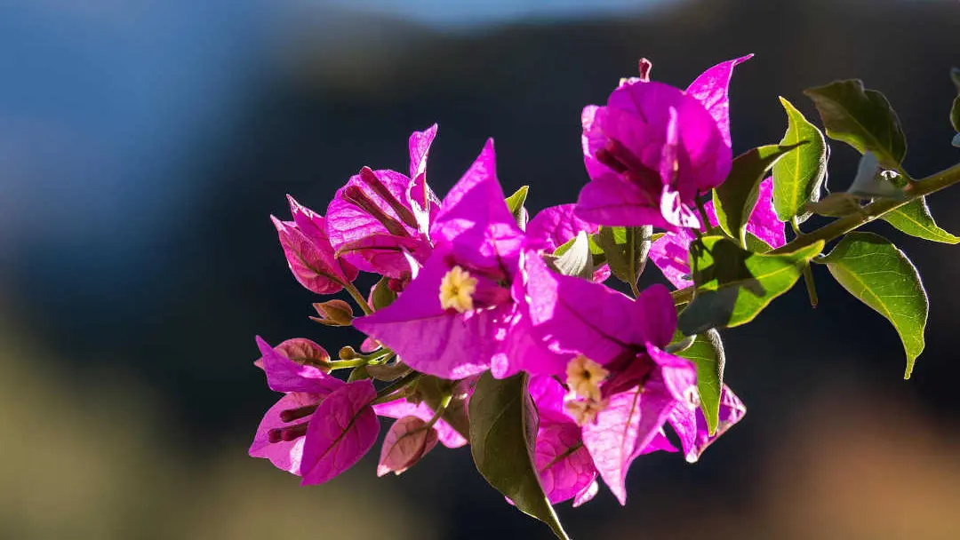 La Grange aux hirondelles_11