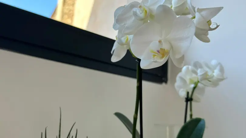 Panorama du Vallespir_36