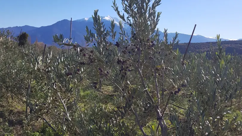 Cote Cour-Terrasse_23