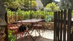 Olivier au Mas Picagnol_1