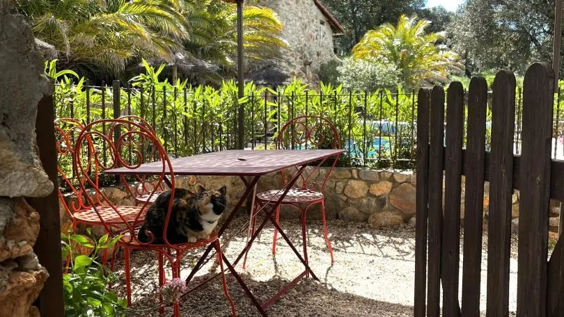 Olivier au Mas Picagnol_2