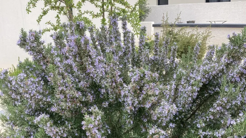 Le Clos de Lisbeth_26