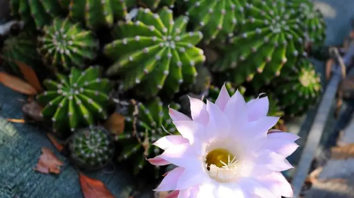 La Villa Andréanne- Gîte Vinya_16