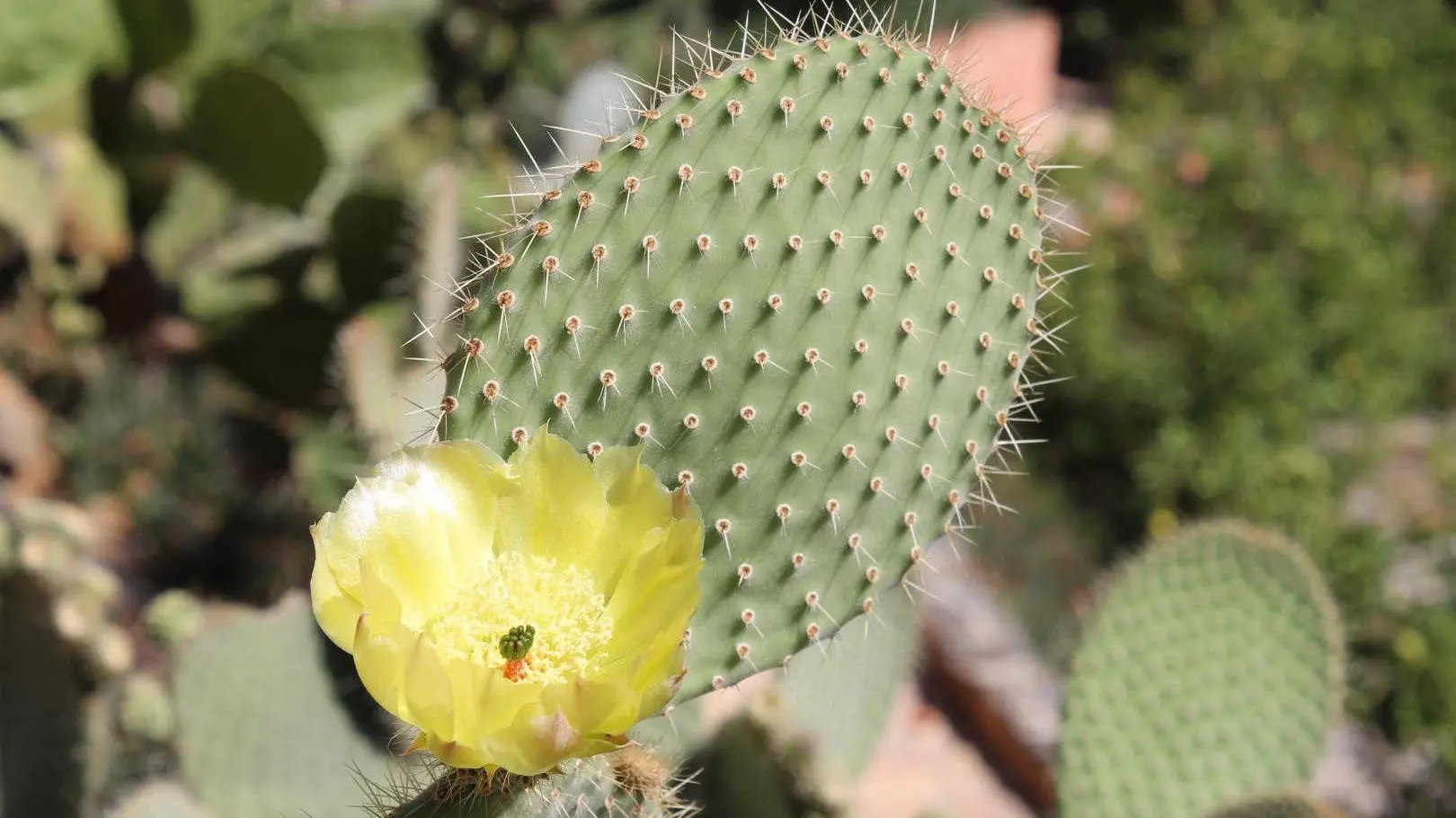 La Villa Andréanne- Gîte Vinya_38