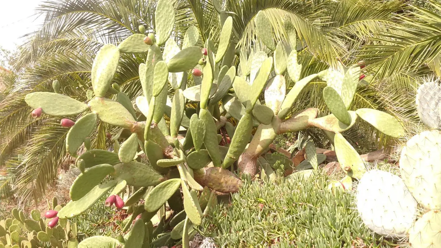 La Villa Andréanne- Gîte Vinya_36