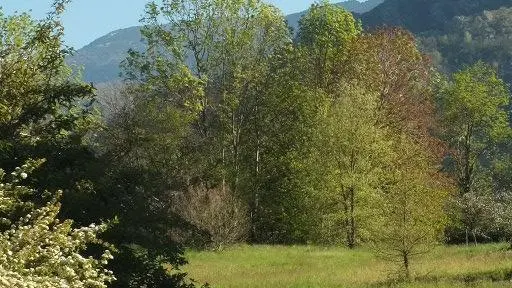 Le chant des oiseaux_6