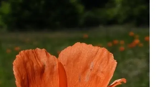 Le chant des oiseaux_20