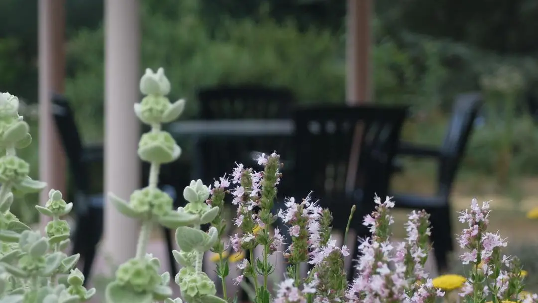 Le chant des oiseaux_12