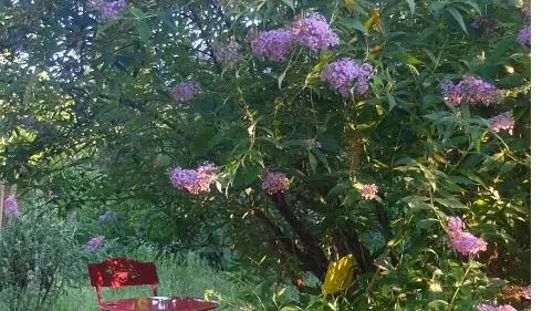 Le chant des oiseaux_18