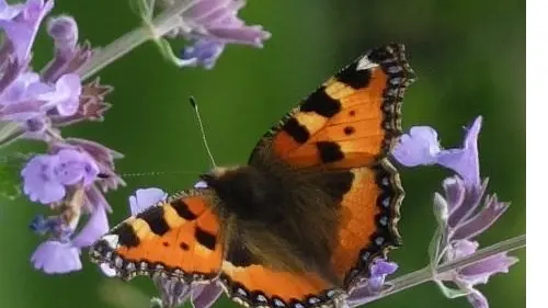 Le chant des oiseaux_19