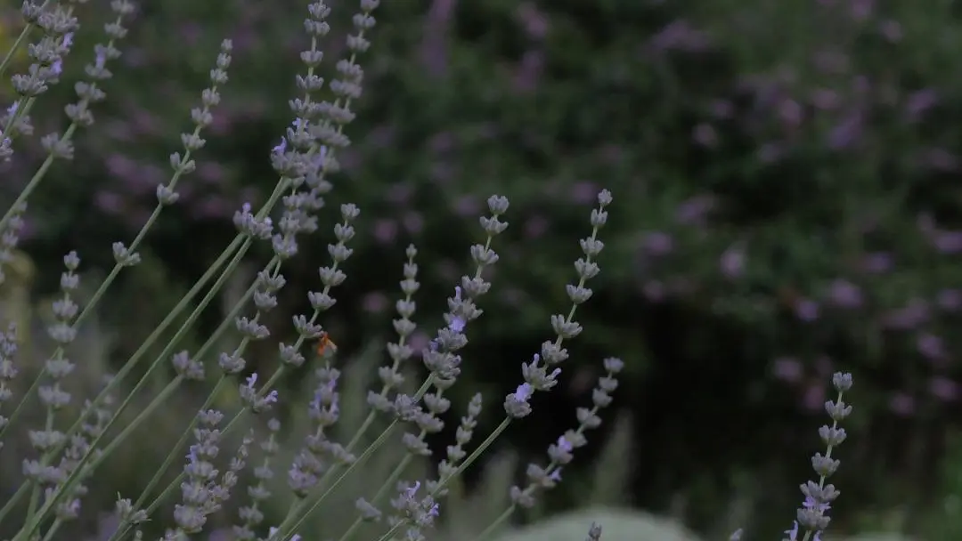 Le chant des oiseaux_14