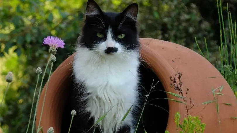 Le chant des oiseaux_16