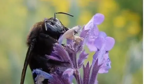 Le chant des oiseaux_13