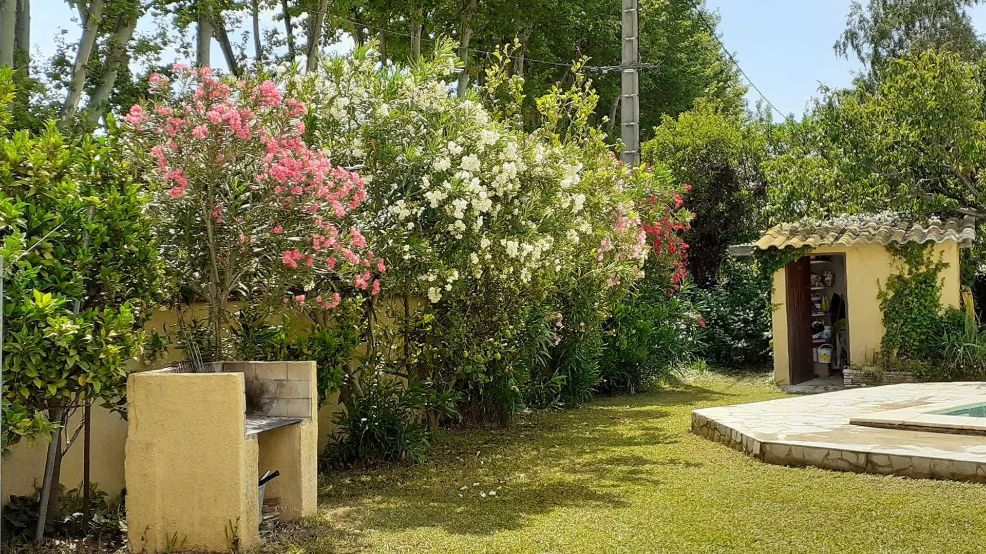 Les lauriers blancs_5