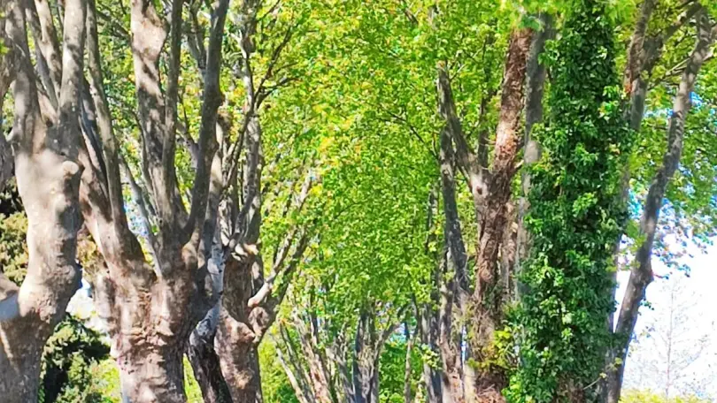 Les lauriers blancs_13