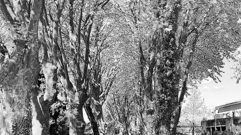 Les lauriers blancs_14