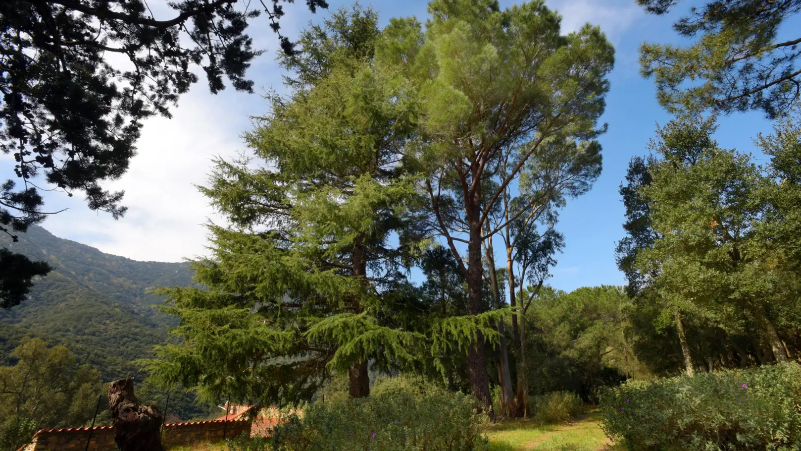 Le mas des cistes_6