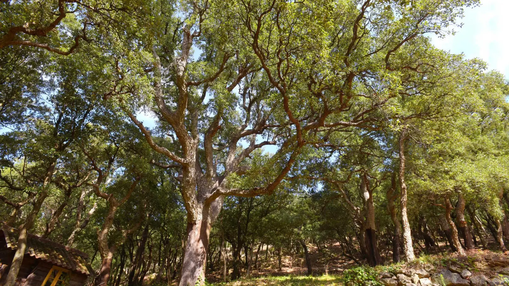 Le mas des cistes_18