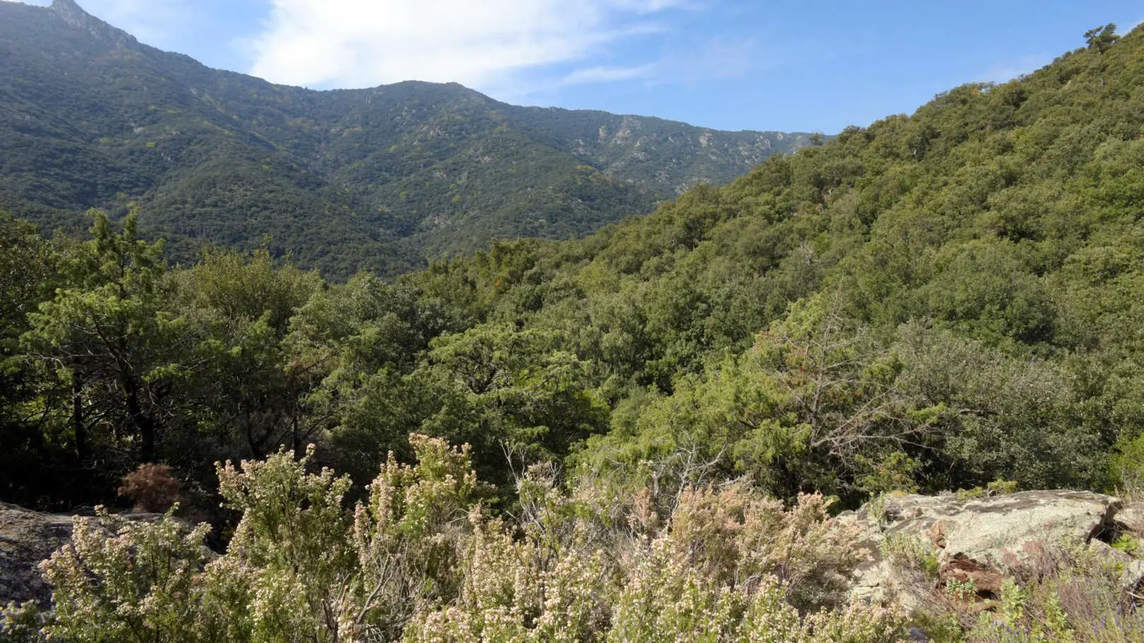 Le mas des cistes_19