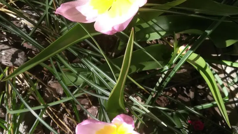 Le Chardon de Soleil_43