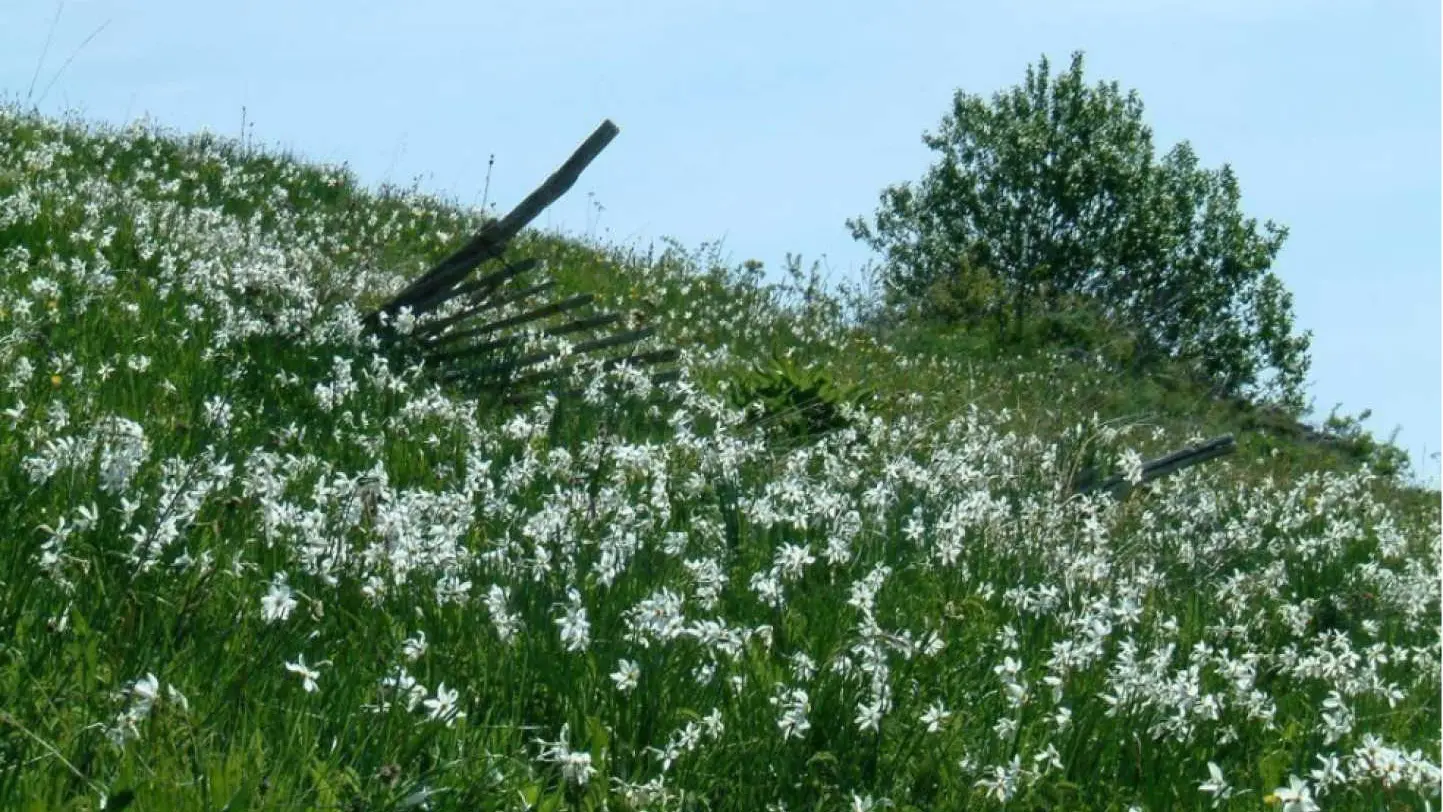 Le Chardon de Soleil_40