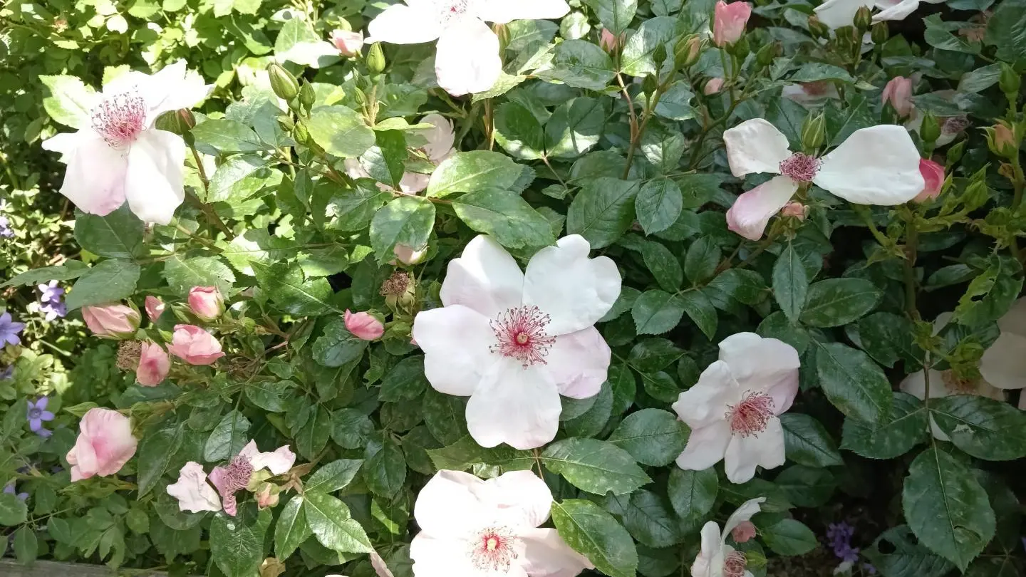 Le Chardon de Soleil_32