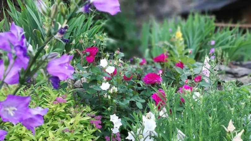 Le Chardon de Soleil_45